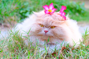  Cat with pink flowers 