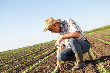 Senior farmer in a field examining crop, focus on hands.