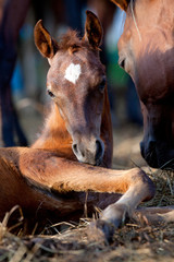 Canvas Print - Chestnut foal lying down