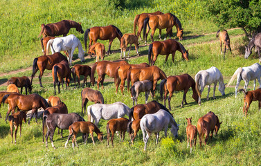 Canvas Print - Herd of horses in field