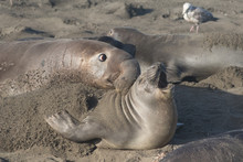 Northern Elephant Seal Bull And Cow At Piedras Blancas Elephant Seal Rookery, California
