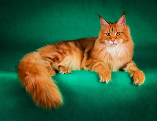 Sticker -  portrait of red maine coon cat on green background