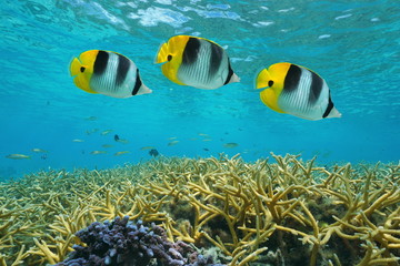 Wall Mural - Tropical fish double-saddle butterflyfish over staghorn coral, underwater in the lagoon, Pacific ocean, Huahine, French Polynesia