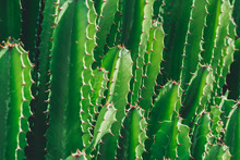 Green Cactus Closeup. Green San Pedro Cactus, Thorny Fast Growing Hexagonal Shape Cacti Perfectly Close Captured In The Desert..