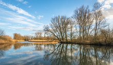 Bare Trees Reflected In The Water Surface