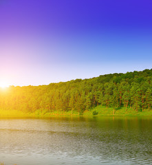 Wall Mural - River and spring forest. Nature composition.