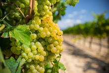 Vine With White Grapes