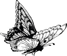 Vintage Drawing Butterfly