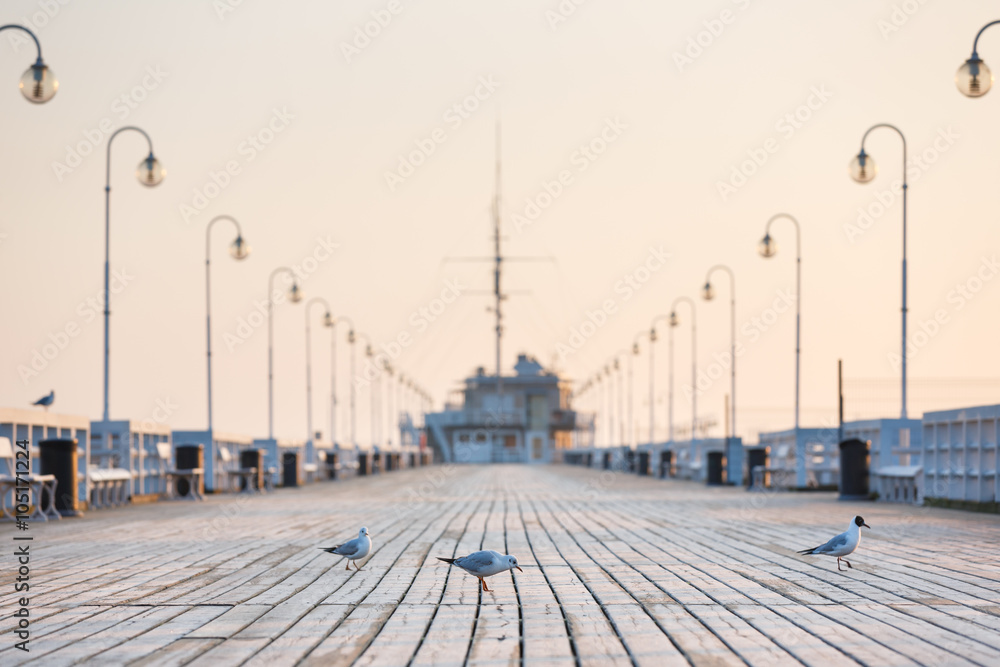 Seagull on the wooden pier in Sopot, Poland - obrazy, fototapety, plakaty 
