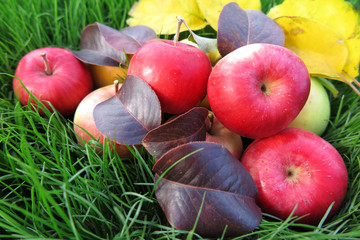 Canvas Print - Ripe cultivar apples with autumn leaves on the lawn in the autumn garden