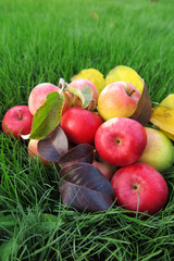 Canvas Print - Ripe cultivar apples with autumn leaves on the lawn in the autumn garden