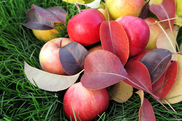 Canvas Print - Ripe cultivar apples with autumn leaves on the lawn in the autumn garden