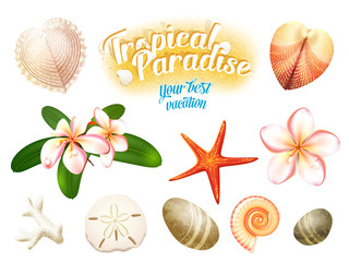 Wall Mural - Set of tropical nature objects: sea shells, plumeria flowers (frangipani) sand dollar, starfish and water-worn pebbles. Isolated on white vector illustration, eps10.