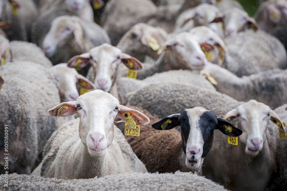 Fotomural Troupeau De Brebis Ref