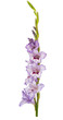 purple gladiolus isolated