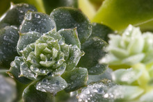 Closeup Beautiful Succulent Plant With Water Drops 