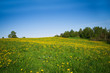 Idylic country scene dandelion field