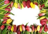 Fototapeta Tulipany - tulip
