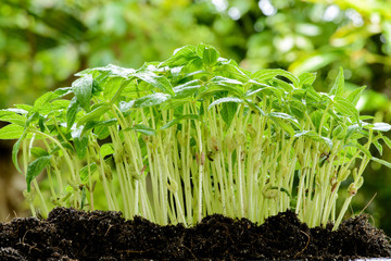 young plant growing on soil