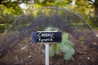 Cabbage Growing Vegetable Garden