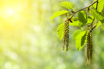 Aufkleber - Spring background with branch with catkins of alder