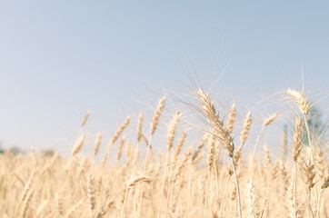 Naklejka na meble Wheat field on blue sky
