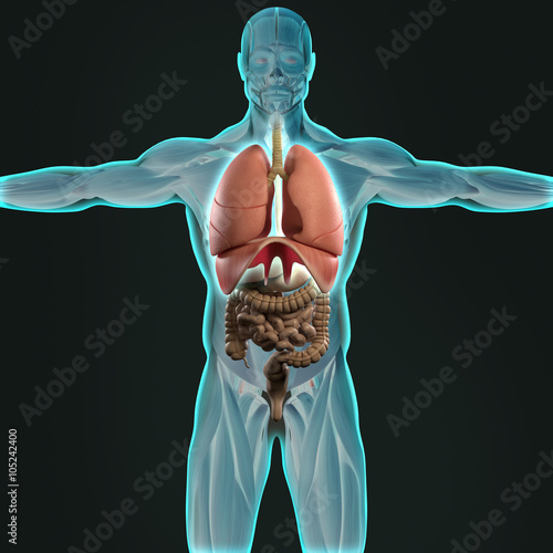 Human Anatomy 3d Futuristic Scan Technology With Xray Like View Of Human Body Male Torso Front Showing Intestines On Dark Background Vibrant Colors Stock Illustration Adobe Stock