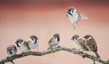A Group Of Sparrows Birds On A Tree Branch Sitting In The Spring