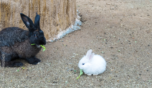 small black rabbit
