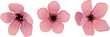 Three beautiful sakura flower for your design, realistic vector