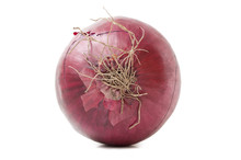 One Red Onion Isolated