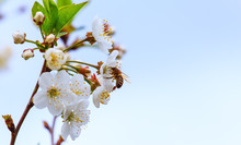 Bee Pollinates Flowers Of Apple Trees In The Spring Sunny