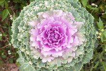 Cabbage Ornamental Brassica Close-up