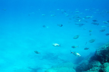 Mediterranean fish underwater. Called Sparlotti in italian language