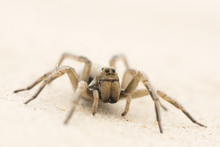 Wolf Spider In The Sand In The Desert Of Texas