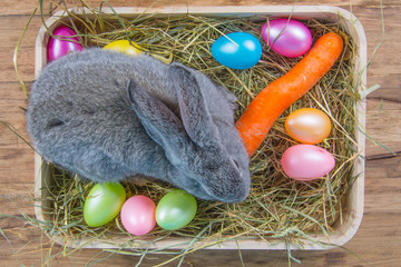 rabbit in wooden cuvette