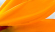 © JCLobo - Detalhe de flor Strelitzia.