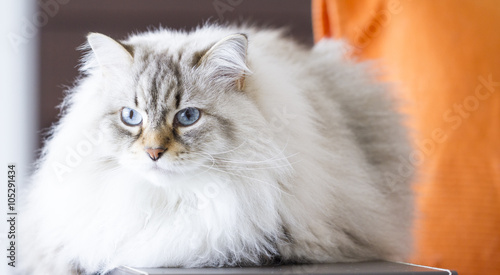 Beautiful Long Haired Cat White Siberian Cat Buy This Stock