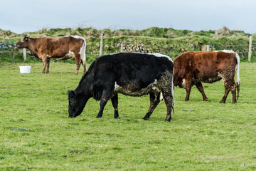 Wall Mural - Herd of cows grazing on green grass