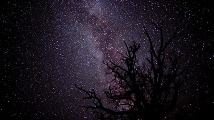 Wall Mural - A time lapse of Milky Way stars behind a tree