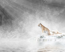 Tiger In Forest With Sunlight And Foggy.