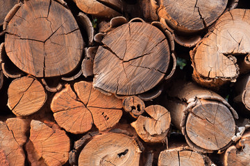 Canvas Print - Pile of wood logs storage