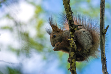 squirrel sitting on a green tree and eats. summer, forest