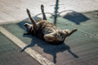 © eyalg_115 - Dog lying on the floor and sunbathing