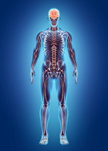 Nervous System Free Stock Photo - Public Domain Pictures