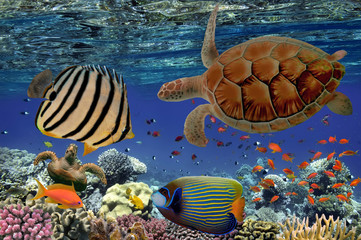  Coral Reef and Tropical Fish iin the Red Sea, Egypt