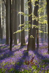 Poster - beech forest with bluebell flowers