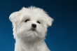 Closeup Portrait Cute White Maltese Puppy Looking up, blue background