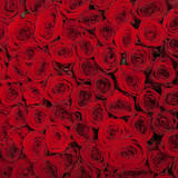 Fototapeta Kwiaty - Natural red roses background