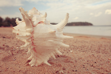 Wall Mural - Tropical conch on a sandy beach